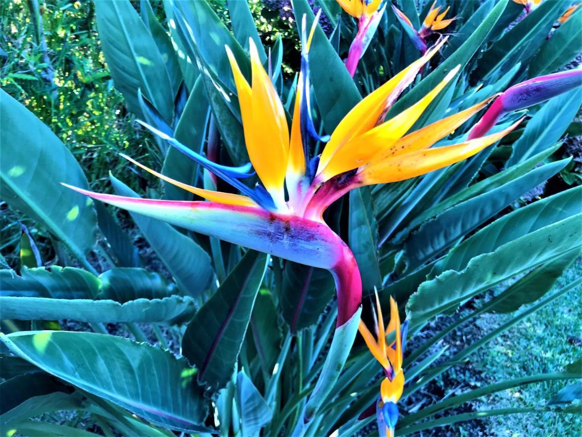 Surf Beach_Santa Barbara Secret Gardens Ribeira Grande Luaran gambar